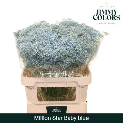 Gypsophila overig kleurbehandeld H%