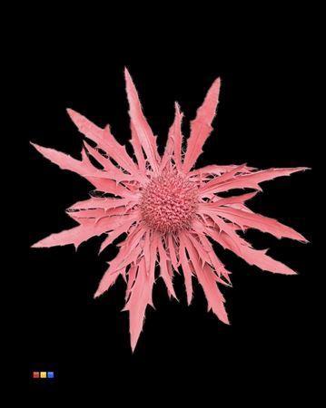 Eryngium alpinum kleurbehandeld H%