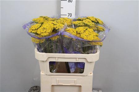 Achillea filipendulina 'Parkers Variety'