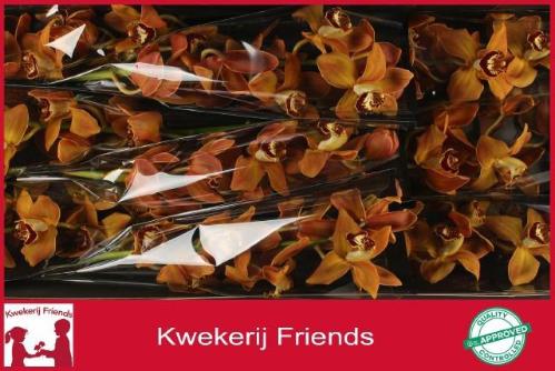 Cymbidium grootbloemig per tak Autumn Crisp 'Charly Brown'