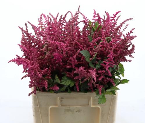 Astilbe chinensis 'Loud and Proud'