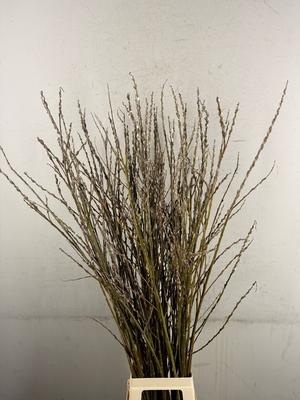 Salix overig per bos