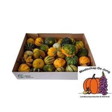 Siervruchten per stuk Cucurbita pepo gemengd