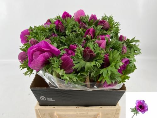 Anemone coronaria 'Mistral Plus Fucsia'