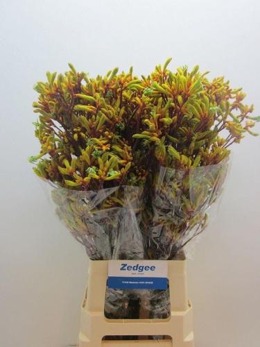 Anigozanthos 'Orange Velvet'