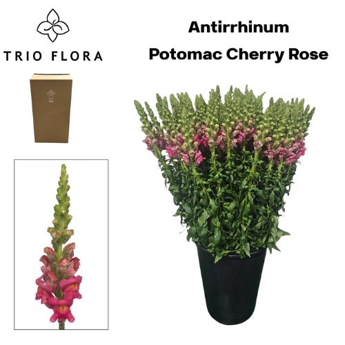 Antirrhinum majus 'Potomac Cherry Rose'