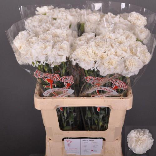 Dianthus standaard Antarctica