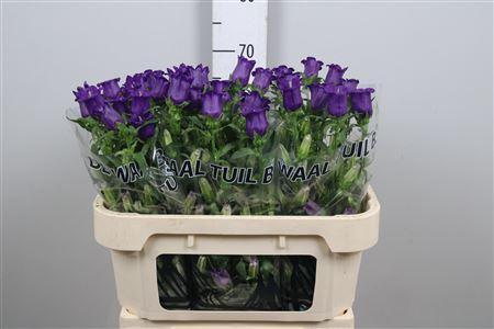 Campanula medium 'Champion Blue'