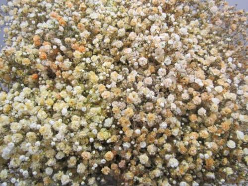 Gypsophila overig kleurbehandeld H%