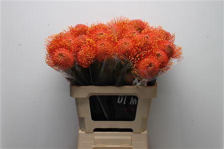 Leucospermum cordifolium 'Gold Dust'
