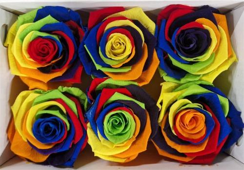 Rosa grootbloemig kleurbehandeld H%