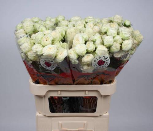 Rosa tros Astaea