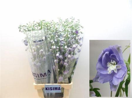 Delphinium Elatum Grp dubbelbloemig Magic Fountains Lavender