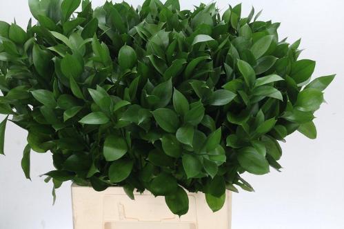 Ruscus hypophyllum (groot blad)