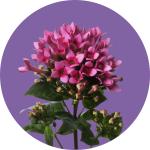 Bouvardia
