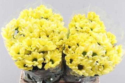 Chrysanthemum (Indicum Grp) tros Chic Cream