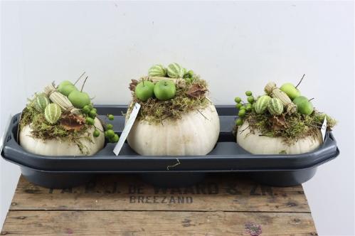 Cucurbita pepo