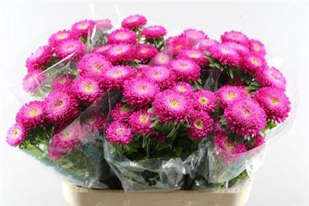 Callistephus chinensis 'Azumi XL Pink'