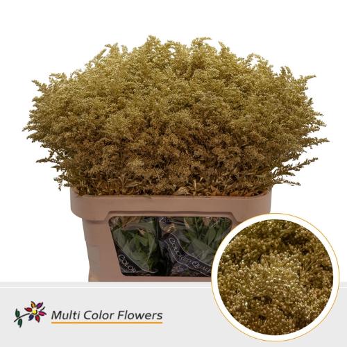 Solidago kleurbehandeld H%