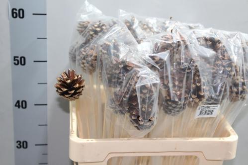 Dennenappel groot op stok H%