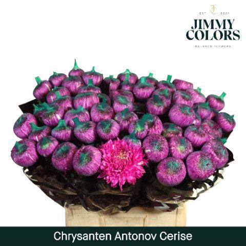 Chrysanthemum (Indicum Grp) geplozen Antonov kleurbehandeld H%
