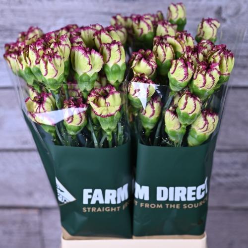 Dianthus standaard overig