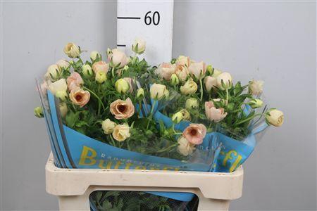 Ranunculus Butterfly Melissa