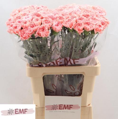 Dianthus standaard Big One