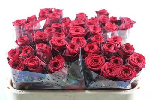 Rosa grootbloemig Red Naomi!