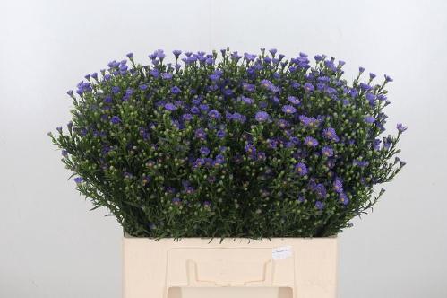 Aster Novi-belgii Grp Casamare