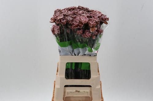 Dianthus standaard kleurbehandeld H%