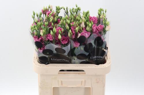 Eustoma russellianum gevuldbloemig 'Rosita Rose Pink'
