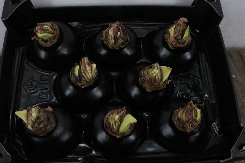 Hippeastrum bol gewaxt H%