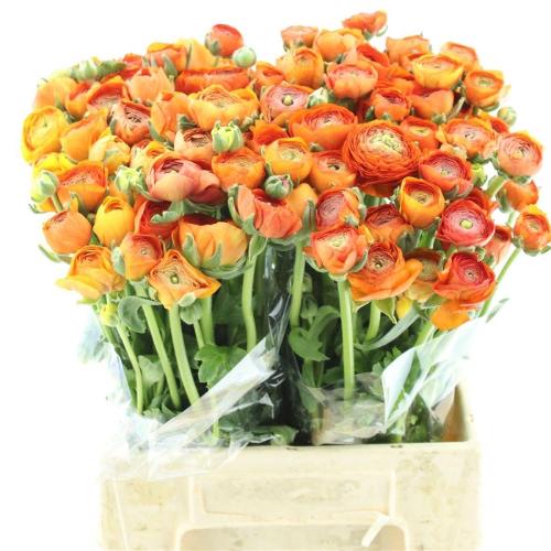 Ranunculus asiaticus 'Elegance Orange'