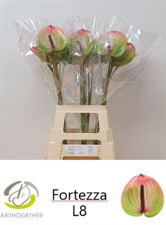 Anthurium (Andreanum Grp) Fortezza