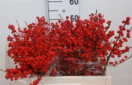 Ilex verticillata
