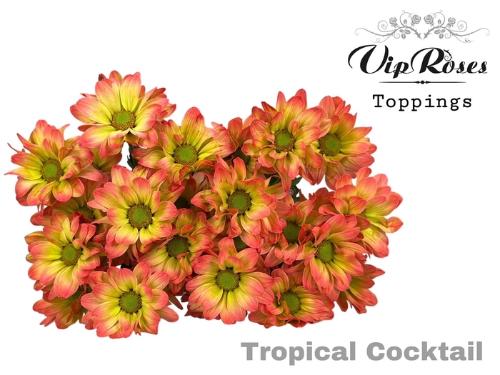 Chrysanthemum (Indicum Grp) tros Kennedy kleurbehandeld H%