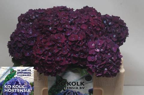 Hydrangea macrophylla 'Mon Amour' (paars)