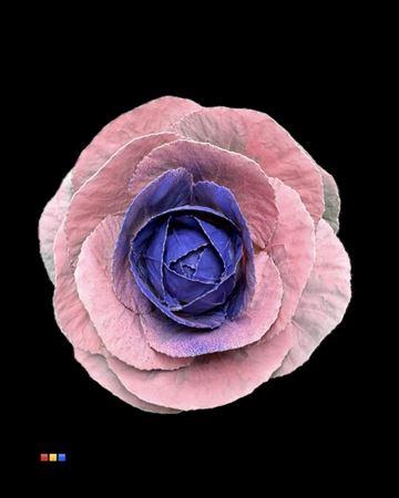 Brassica oleracea kleurbehandeld H%