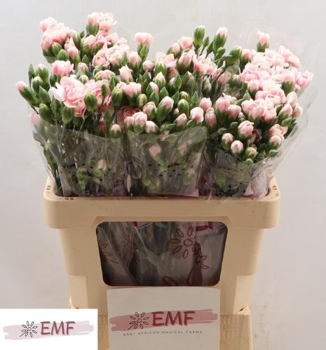 Dianthus tros Cosmopink