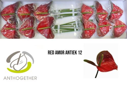 Anthurium Andreanum Grp Red Amor