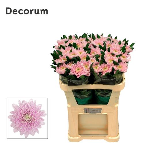 Chrysanthemum Indicum Grp geplozen kas Rossano