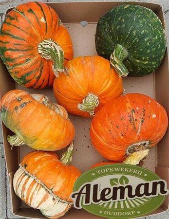 Siervruchten per stuk Cucurbita maxima Turk's Turban Mix