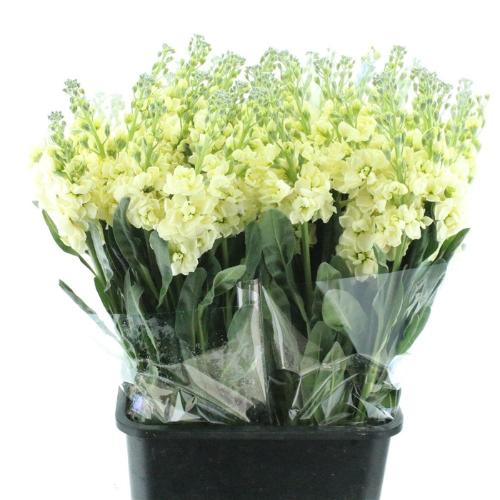 Matthiola incana 'Iron Deep Yellow'