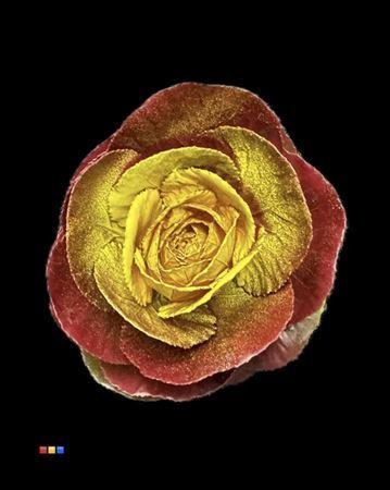 Brassica oleracea kleurbehandeld H%