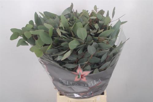 Eucalyptus per bos polyanthemos