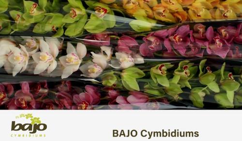 Cymbidium grootbloemig per tak gemengd