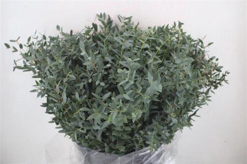 Eucalyptus per bos parvifolia