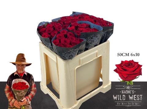 Rosa grootbloemig Red Naomi!