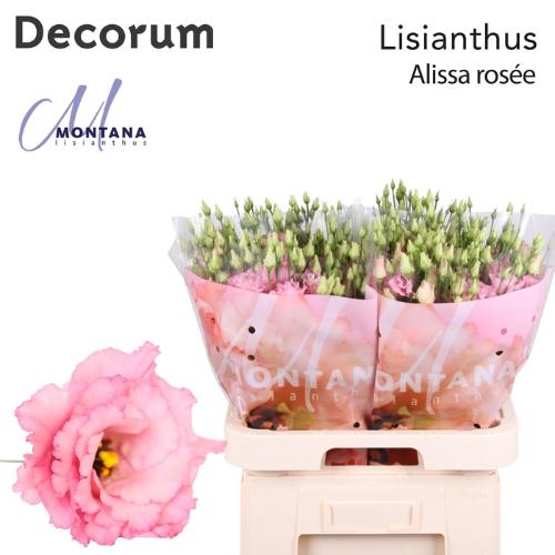 Eustoma russellianum gevuldbloemig 'Alissa Rose Pink'